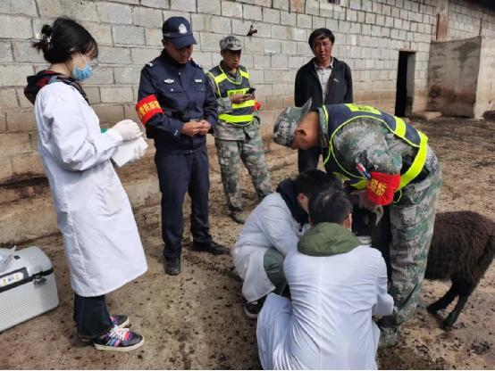 西昌學院大學生創業團隊助力涼山黑綿羊種業振興