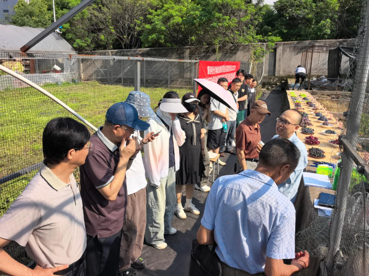攀西特色作物改良四川省重点实验室资助项目（SZ22ZZ04）召开葡萄新品种新技术观摩会