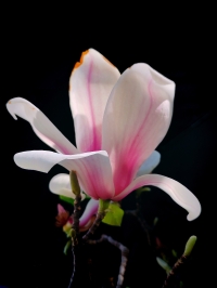 微信图片_20260331085153