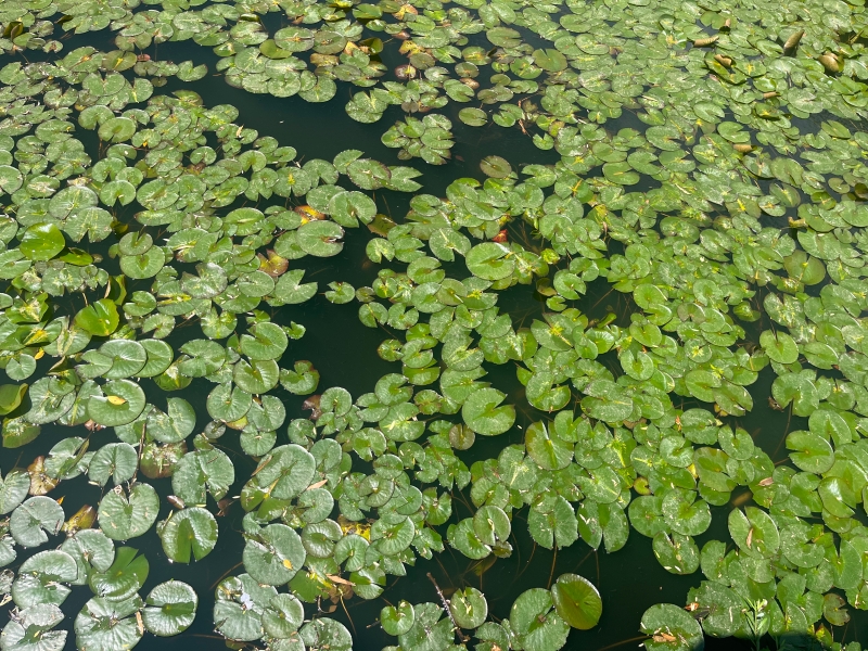 池塘睡莲