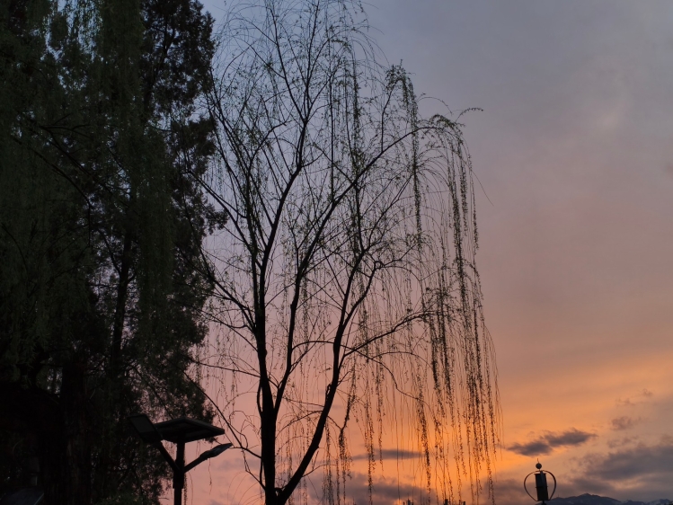 《垂丝挽霞》 陈芳